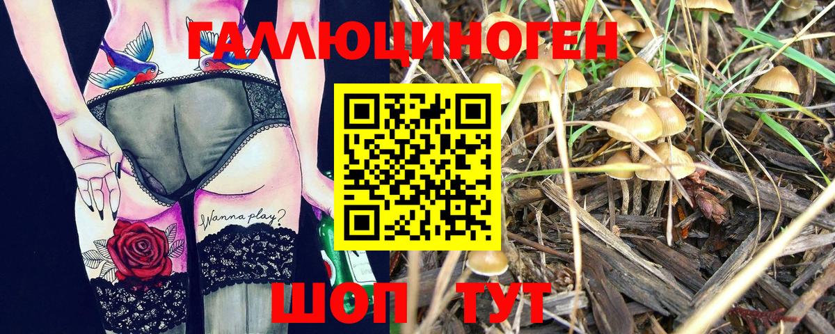 Галлюциногенные грибы Psilocybine cubensis Шелехов